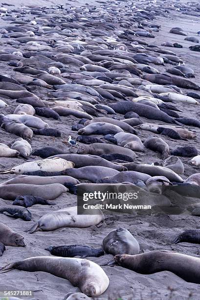 northern elephant seal haulout - elephant seal stockfoto's en -beelden