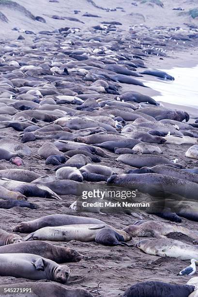 northern elephant seal haulout - northern elephant seal stock-fotos und bilder
