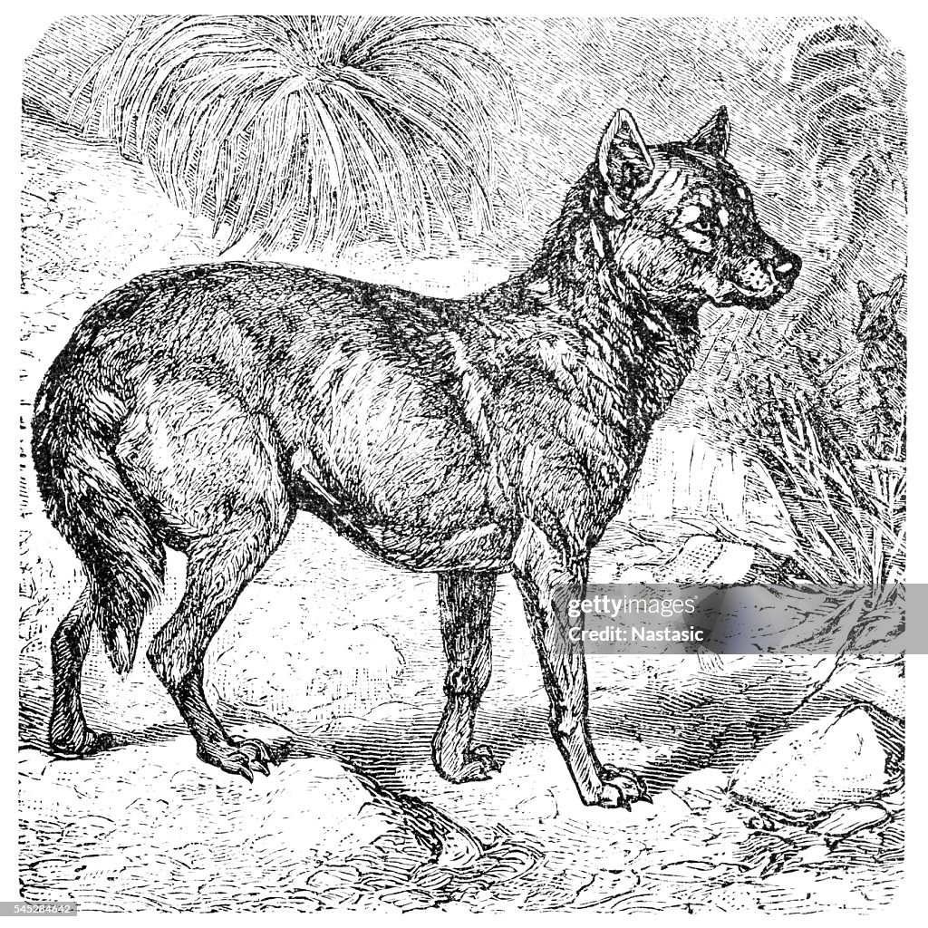 Dingo or Australian Dingo or Canis lupus dingo