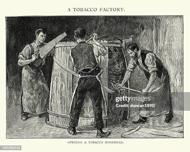 viktorianisch tabakplantage männer eröffnung eines hogshead fass - tobacco crop stock-grafiken, -clipart, -cartoons und -symbole