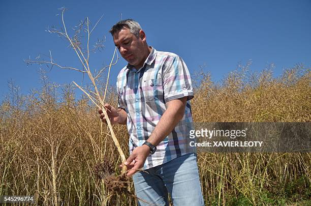 French farmer Maxime Guiberteau holds a rapeseed plant with a broomrape plant attached to its roots in a field in Saint-Jean-d'Angely on June 22,...