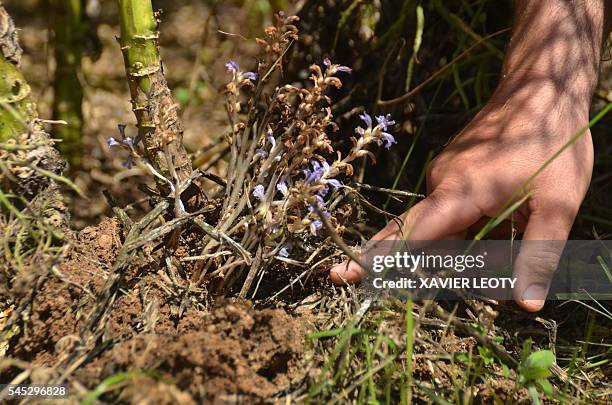 French farmer Maxime Guiberteau points out a rapeseed plant with a broomrape plant attached to its roots in a field in Saint-Jean-d'Angely on June...