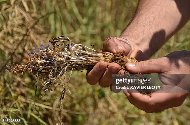 French farmer Maxime Guiberteau holds a broomrape plant in his field of rapeseed in Saint-Jean-d'Angely on June 22, 2016. The broomrape plant, which...