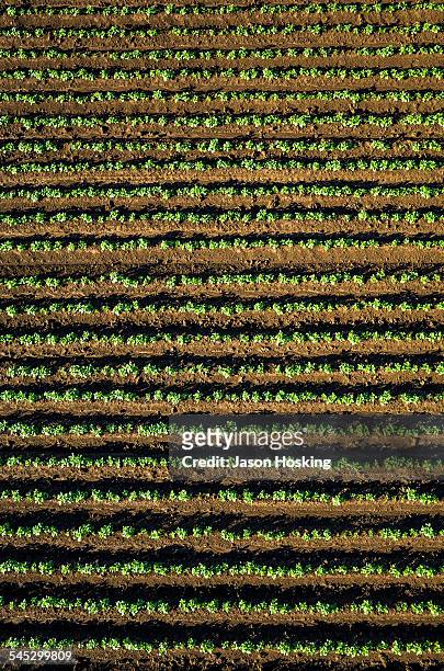 aerial view of potatoes growing - new zealand and farm or rural stock pictures, royalty-free photos & images