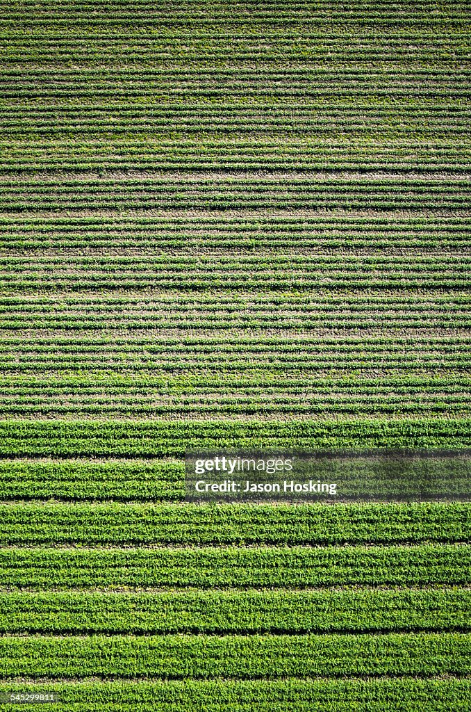 Aerial view of carrots growing
