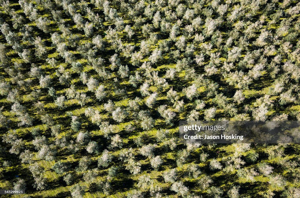 Aerial view of large olive grove
