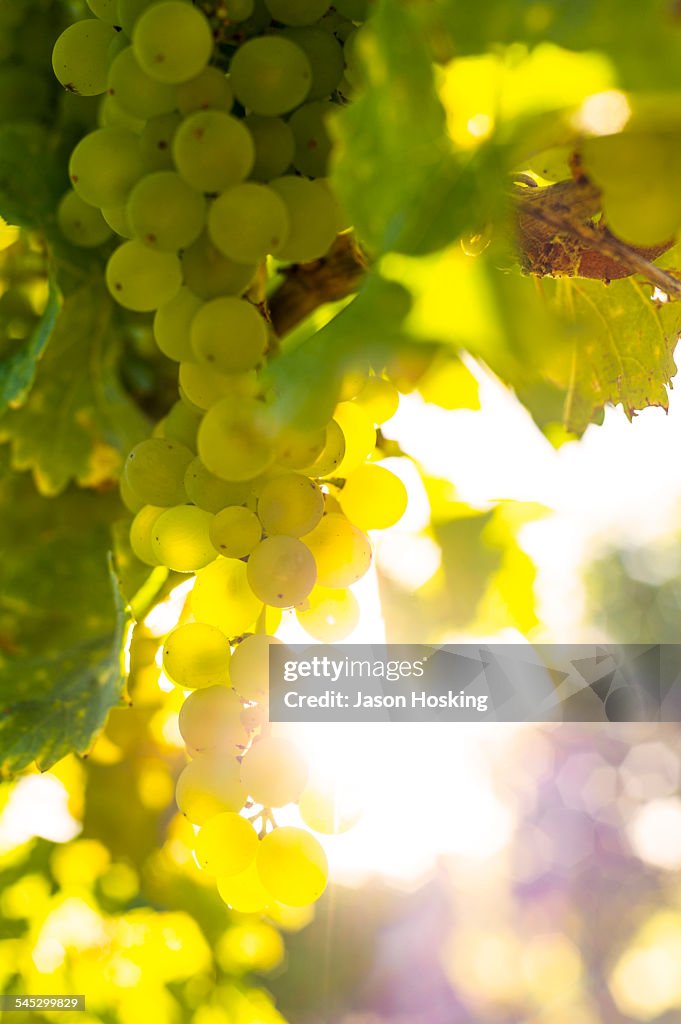Sauvignon Blanc grapes