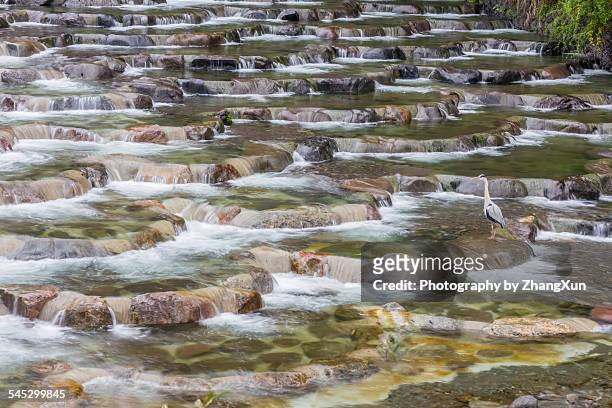 chinese egret standing in waterfall of hakone - hakone kanagawa stock pictures, royalty-free photos & images