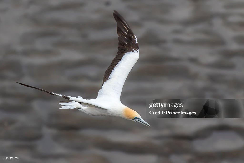 Gannet in flight