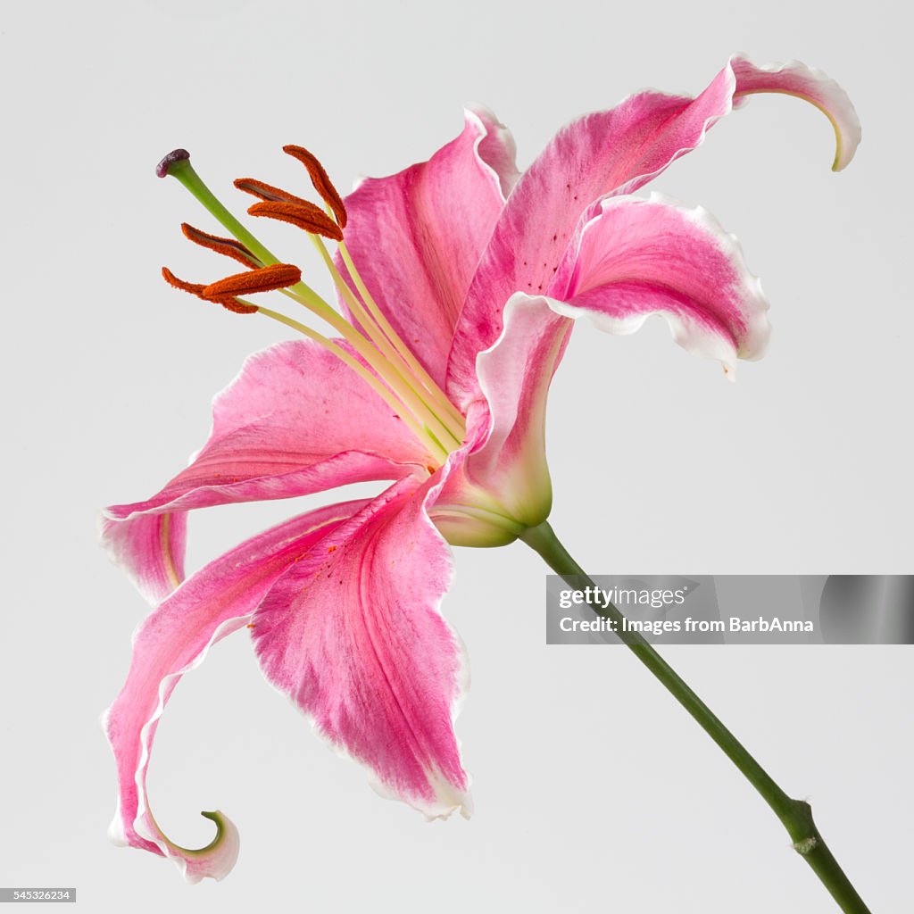 Large Pink Stargazer Lily