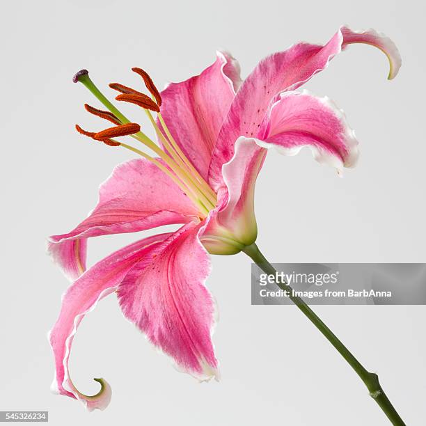 large pink stargazer lily - lily stock pictures, royalty-free photos & images
