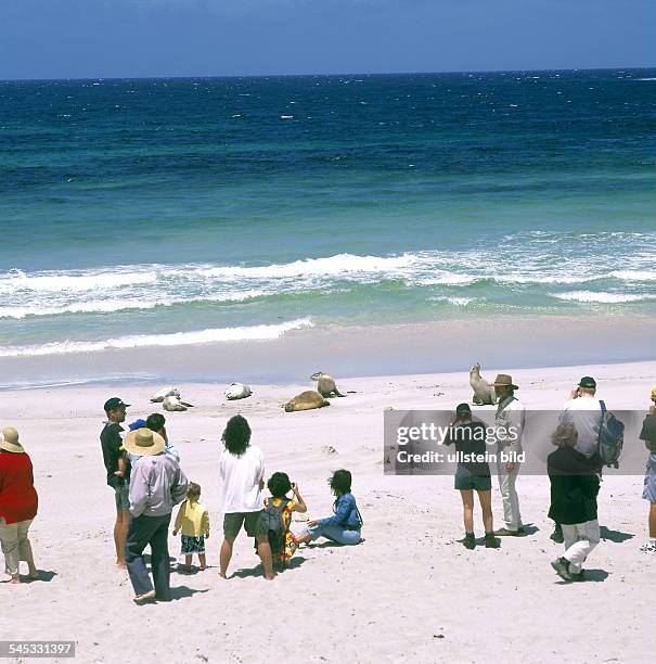 Kangaroo Island: Seelöwen und Touristen am Strand in der Pennington Bay - 2000