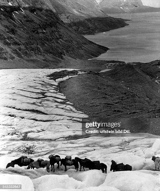 German geophysicist and meteorologist. Pack horses transporting oil for the snowmobiles during his final Greenland expedition, November 1930.