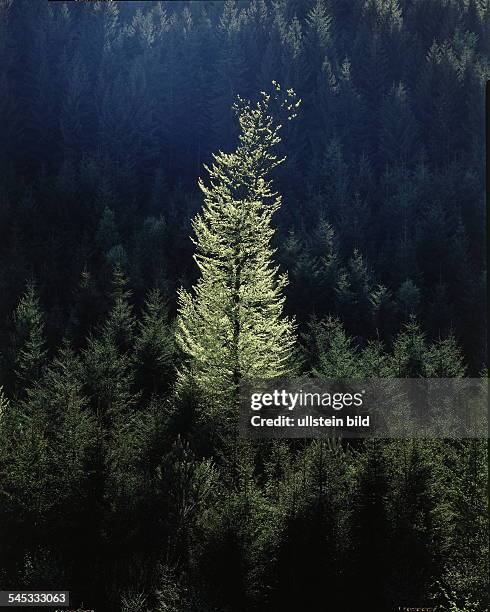 Einzelner Baum ragt über die Wipfel eines Waldes- ohne Jahr