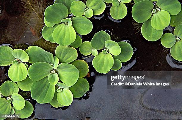 water lettuce - flower close up stock pictures, royalty-free photos & images