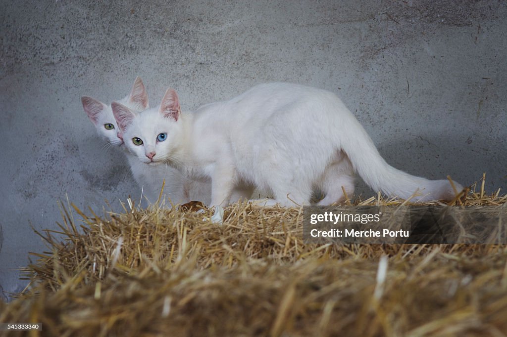 White cats with heterochromia