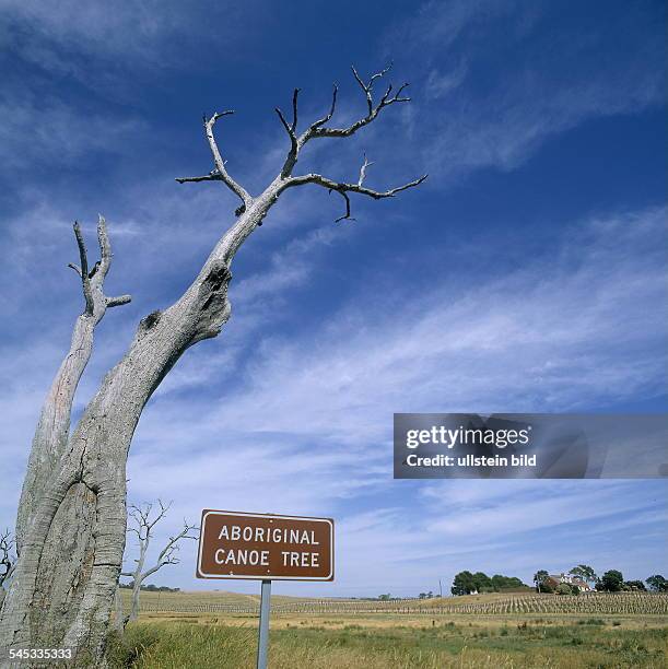 Fleurieu Halbinsel: Canoe Tree der Aborigines - 2000