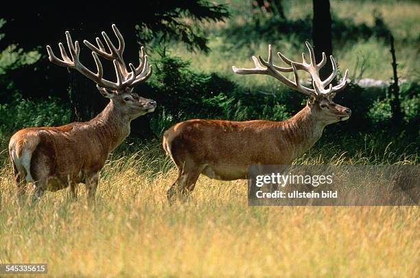 Rotwild Rudel 87 Rotwild Stock Photos, High-Res Pictures, and Images - Getty Images