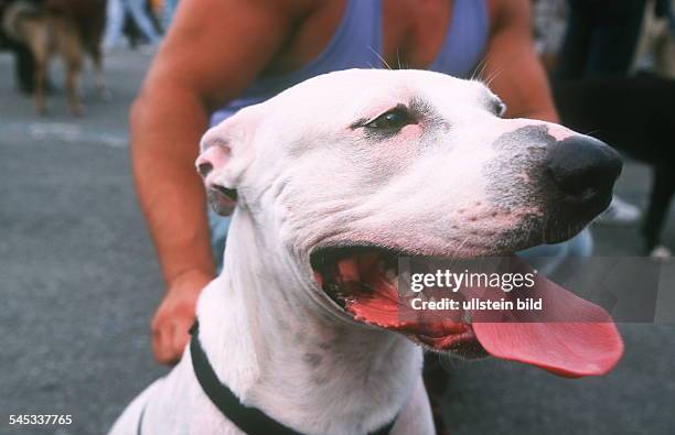 Dogo Argentino - 2000