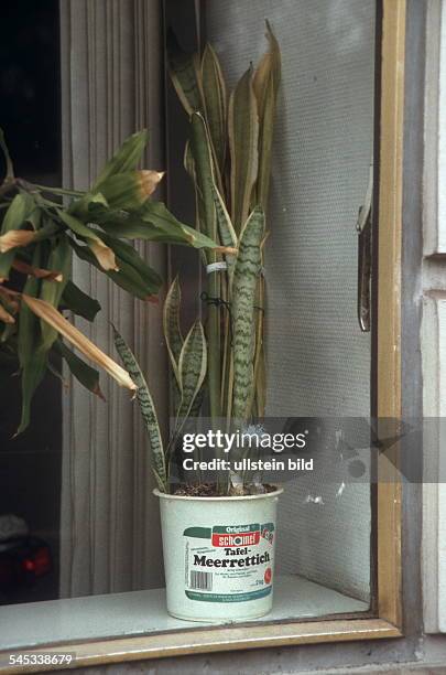 Bogenhanf in einem Plastikeimer im Fenster einer Ladenwohnung in Neukölln- 2000