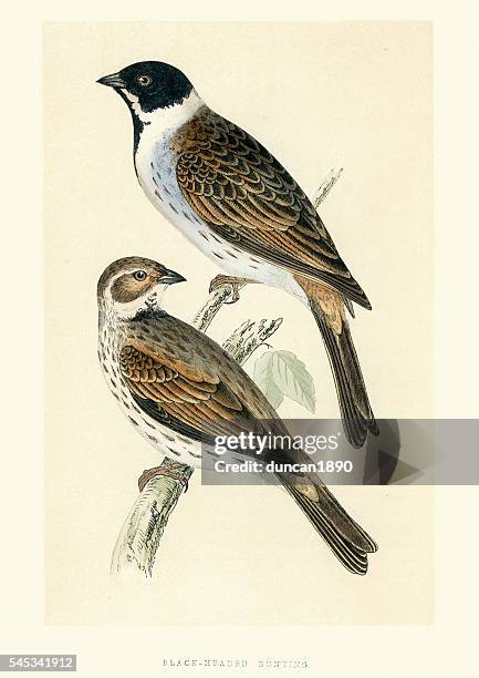 natural history birds - black-headed bunting (emberiza melanocep - bunt stock illustrations