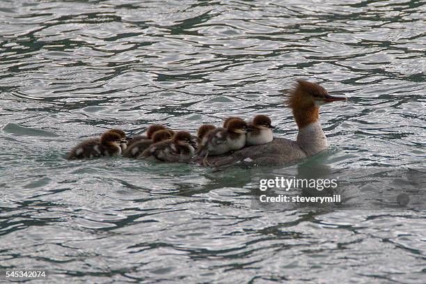 All Aboard - Mother & Baby Ducks