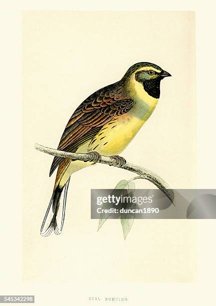 natural history birds - cirl bunting emberiza cirlus - bunt stock illustrations