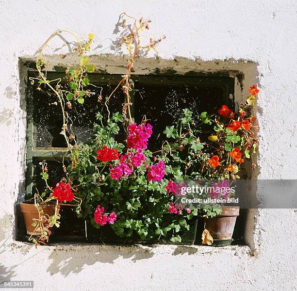 Geranien vor einem Fensterin Südtirol