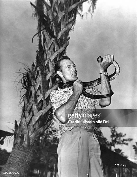 Cooper, Gary *-+Schauspieler, USA- mit einer Schlange waehrend der Dreharbeiten zu dem Film 'Distant Drums' , Regie Raoul Walsh, USA- 1951