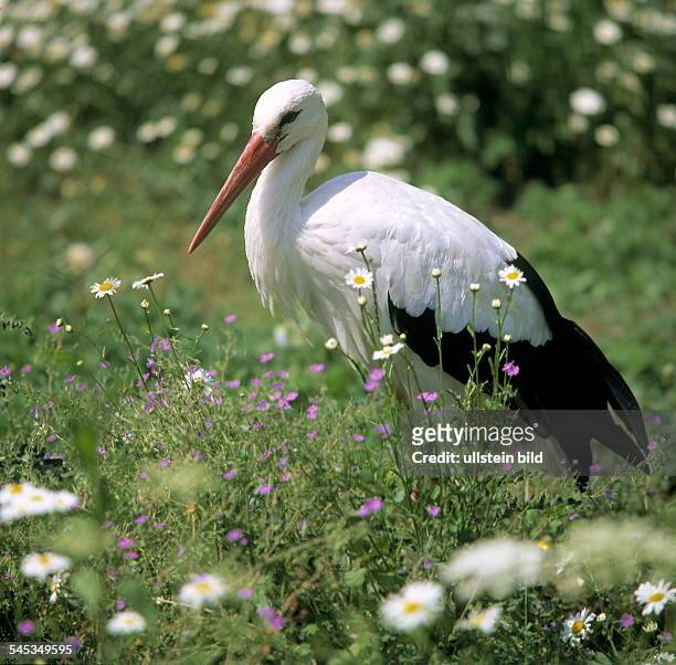 Storch auf Sommerwiese- 2001