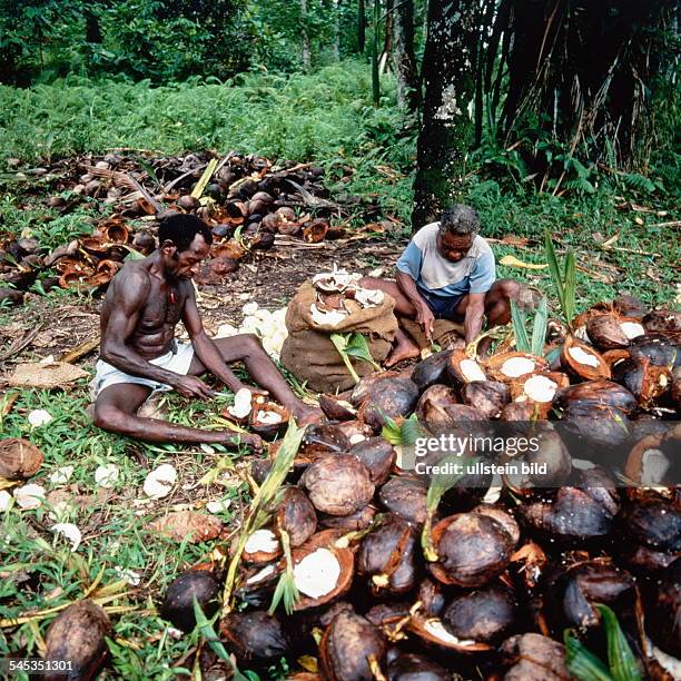 Kokosnuss - Ernte in dem DorfNgavalus auf dem Bismarck-Archipel NewIreland: Männer sitzen auf der Erde undbearbeiten Früchte - 1998