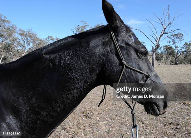 Dogs, horses and fires on the farm on April 17, 2009 in Young, NSW, Australia. After months of drought, farmers in NSW are still longing for good...