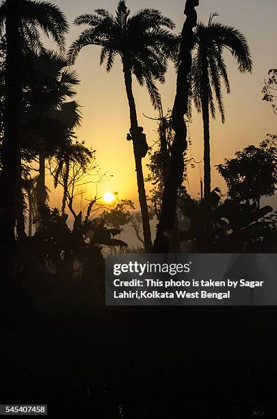 silhouette of a date palm juice gatherer. - date palm tree stock pictures, royalty-free photos & images