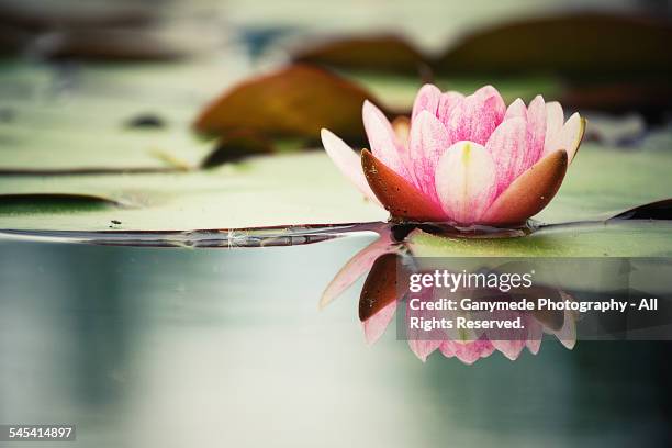 water lily - fiore di loto foto e immagini stock