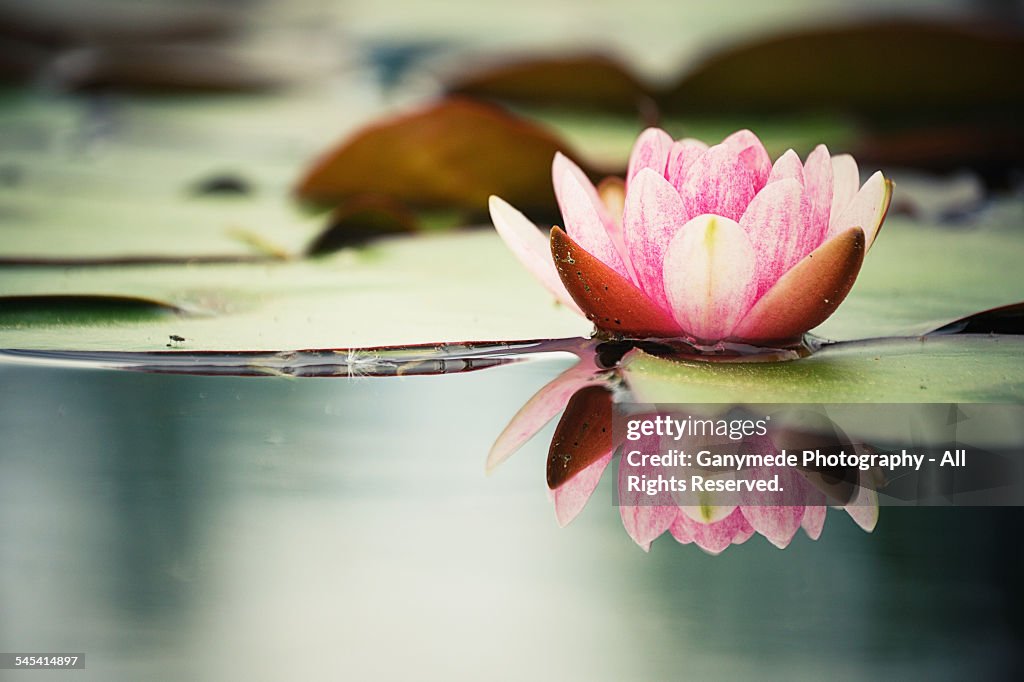 Water Lily