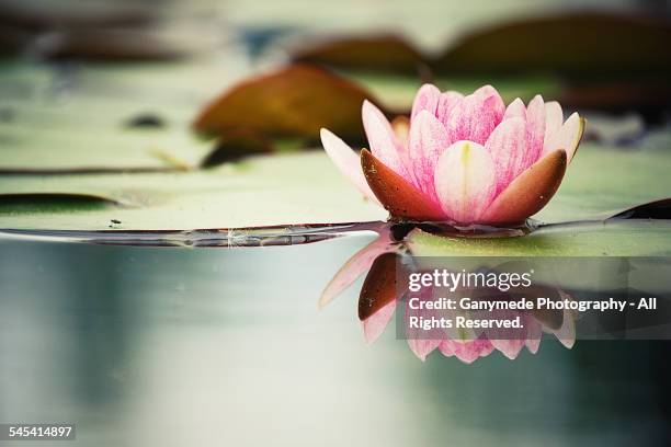 water lily - lotus bildbanksfoton och bilder