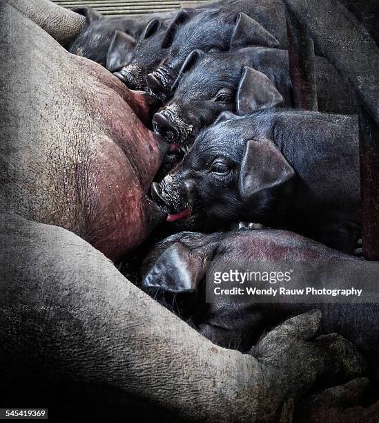 suckling guadyerbas iberian piglets - merida spain stock pictures, royalty-free photos & images