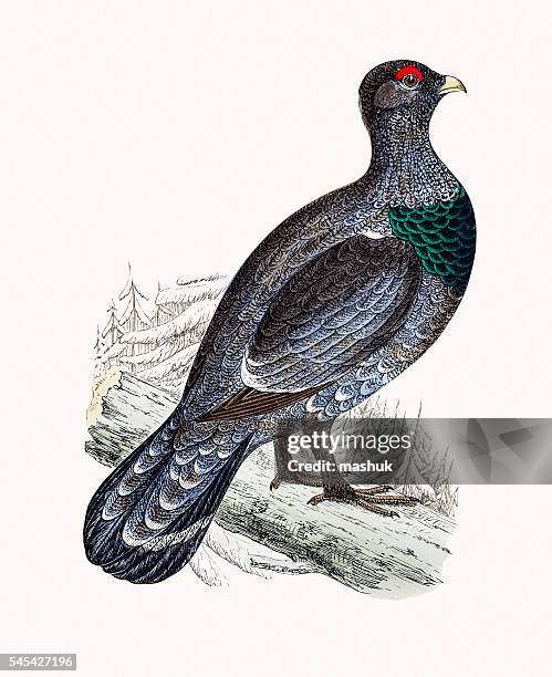 western capercaillie wood grouse bird - tetrao urogallus stock illustrations