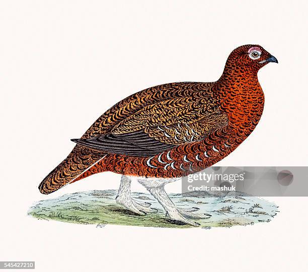 red grouse bird - tetrao urogallus stock illustrations