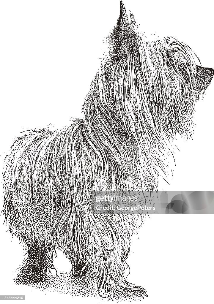 Portrait of a cute dog