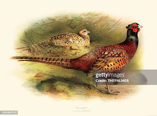 stockillustraties, clipart, cartoons en iconen met pheasant illustration 1900 - hunting sport