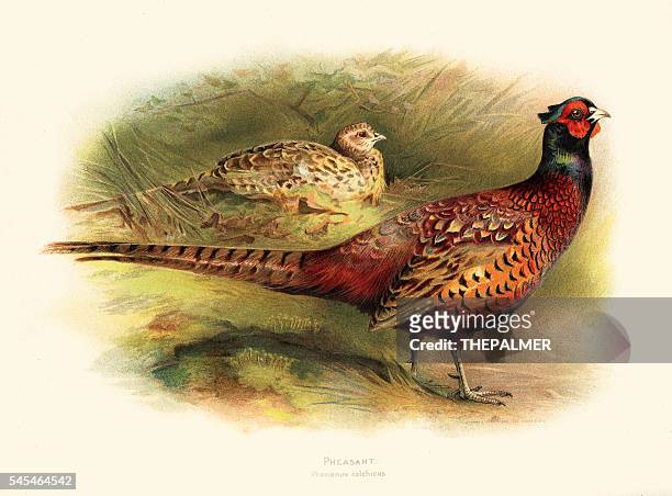 pheasant illustration 1900 - pheasant hunting stock illustrations