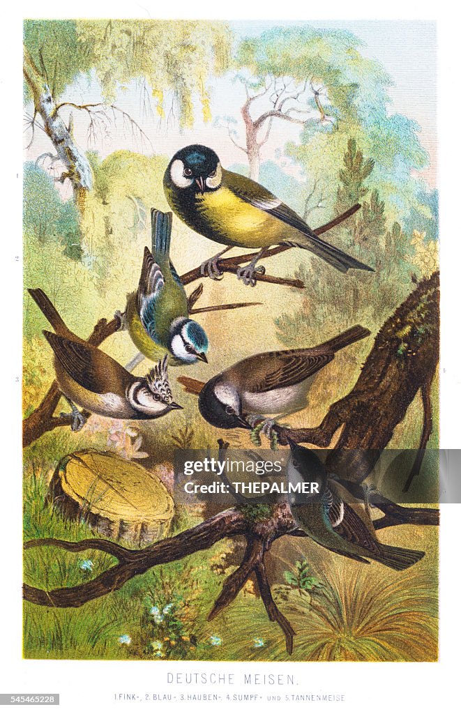 Tit chickadees illustration 1882