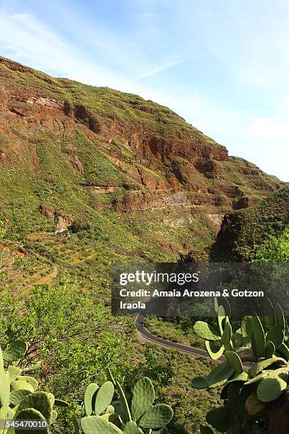 road to guayadeque canyon in grand canary island - canyon imagens e fotografias de stock