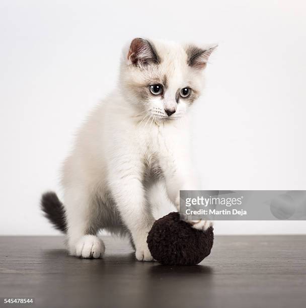 white kitten - tom cat stock pictures, royalty-free photos & images