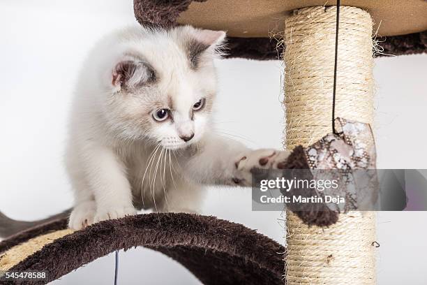 white kitten - cat tree stock pictures, royalty-free photos & images