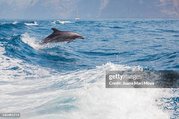 Dolphin in Tenerife