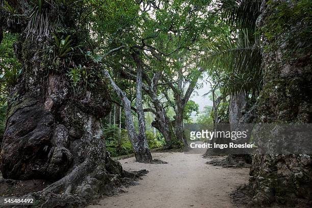 alley of andiroba trees - jardim botânico - fotografias e filmes do acervo