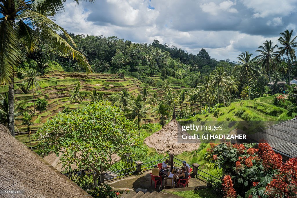 Ubud Rice Fields | Bali | Indonesia