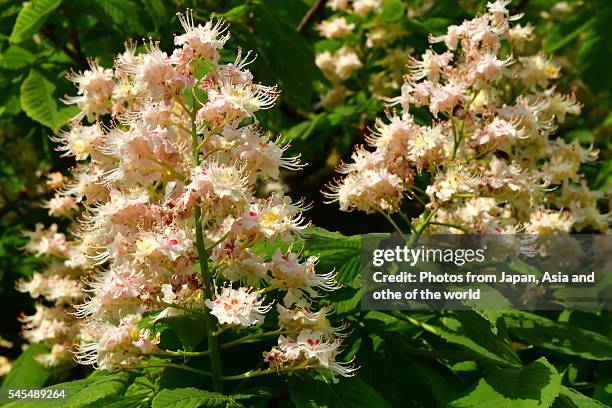 horse chestnut trees in full bloom, vilnius, lithuania - horse chestnut tree stock pictures, royalty-free photos & images